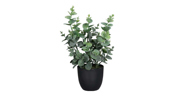 Eukalyptus 30 cm in einem schwarzen Pflanztopf