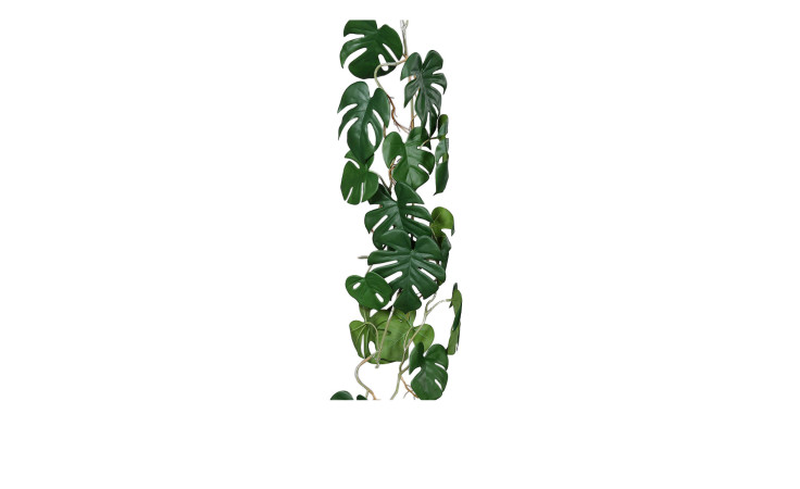 Monstera Ranke  115 cm