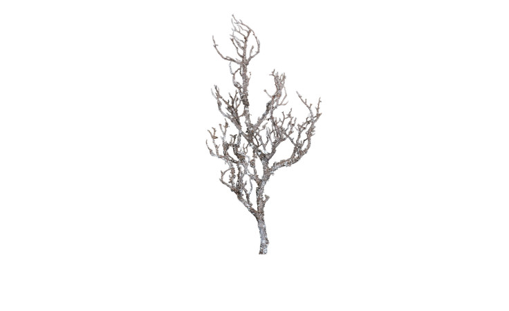 Ast  81 cm