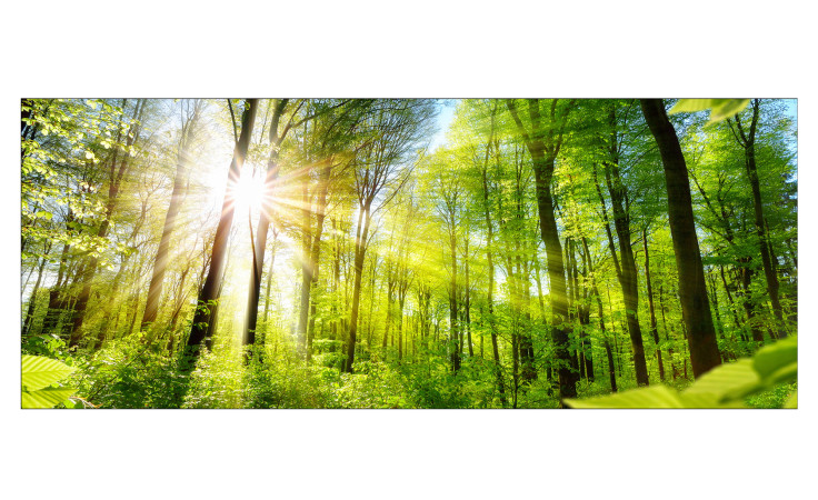 Glasbild Towards the Sun 50 x 125 cm, Waldlandschaft