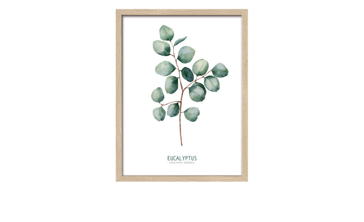 Rahmenbild Different Eucalyptus Br. 33 x 43 cm