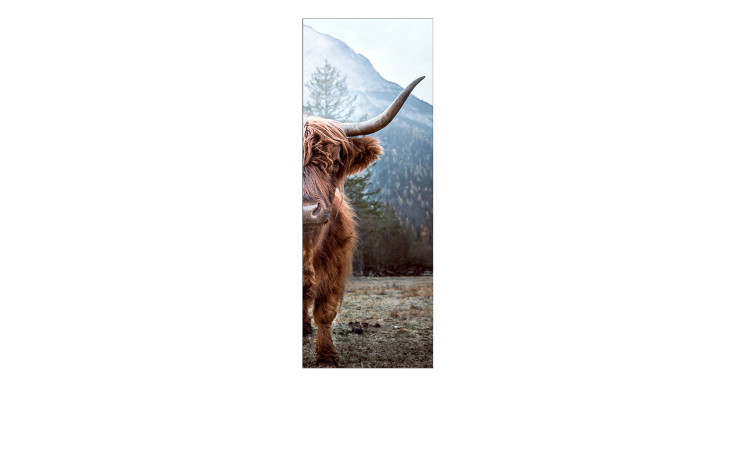 Leinwandbild Scottish Highland Cattle 30 x 80 cm