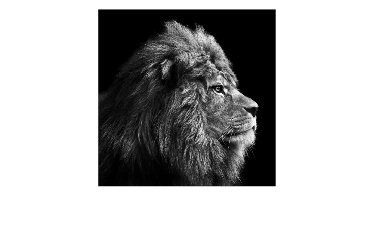 Leinwandbild Grey Lion Head 30 x 30 cm