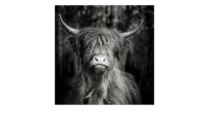 Alubild Scottish Highland Cattle 50 x 50 cm