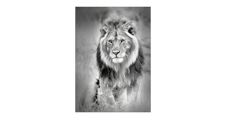 Alubild Lion Heads 70 x 100 cm