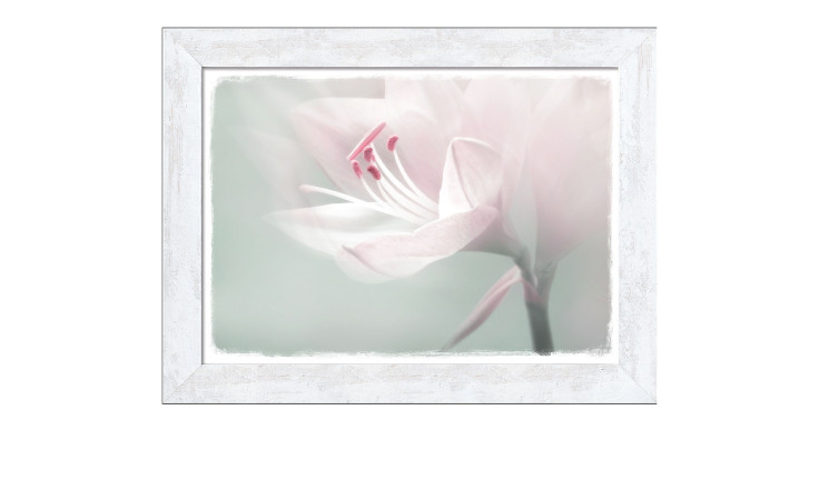 Rahmenbild Single White Flower 50 x 70 cm