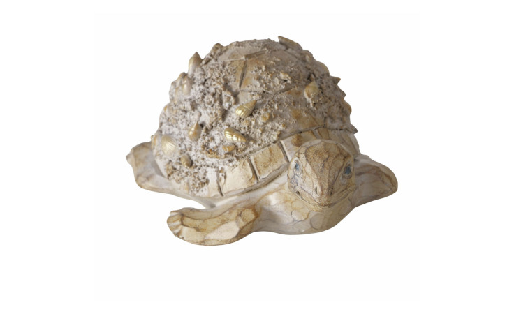 Schildkröte Elysia 