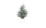 Tannenbaum 55 cm