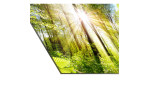 Glasbild Towards the Sun 50 x 125 cm, Waldlandschaft, Detail von Ecke