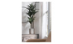 Yucca-Palme 78 cm mit grünen Blättern und braunen Stiel aus Kunststoff. AUf einem dekorierten hintergrund.